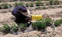 مدیریت هوشمندانه آفات در مزارع گوجه‌فرنگی قوچان؛ پایش میدانی با هدف ارتقای سلامت محصول و کاهش مصرف سموم